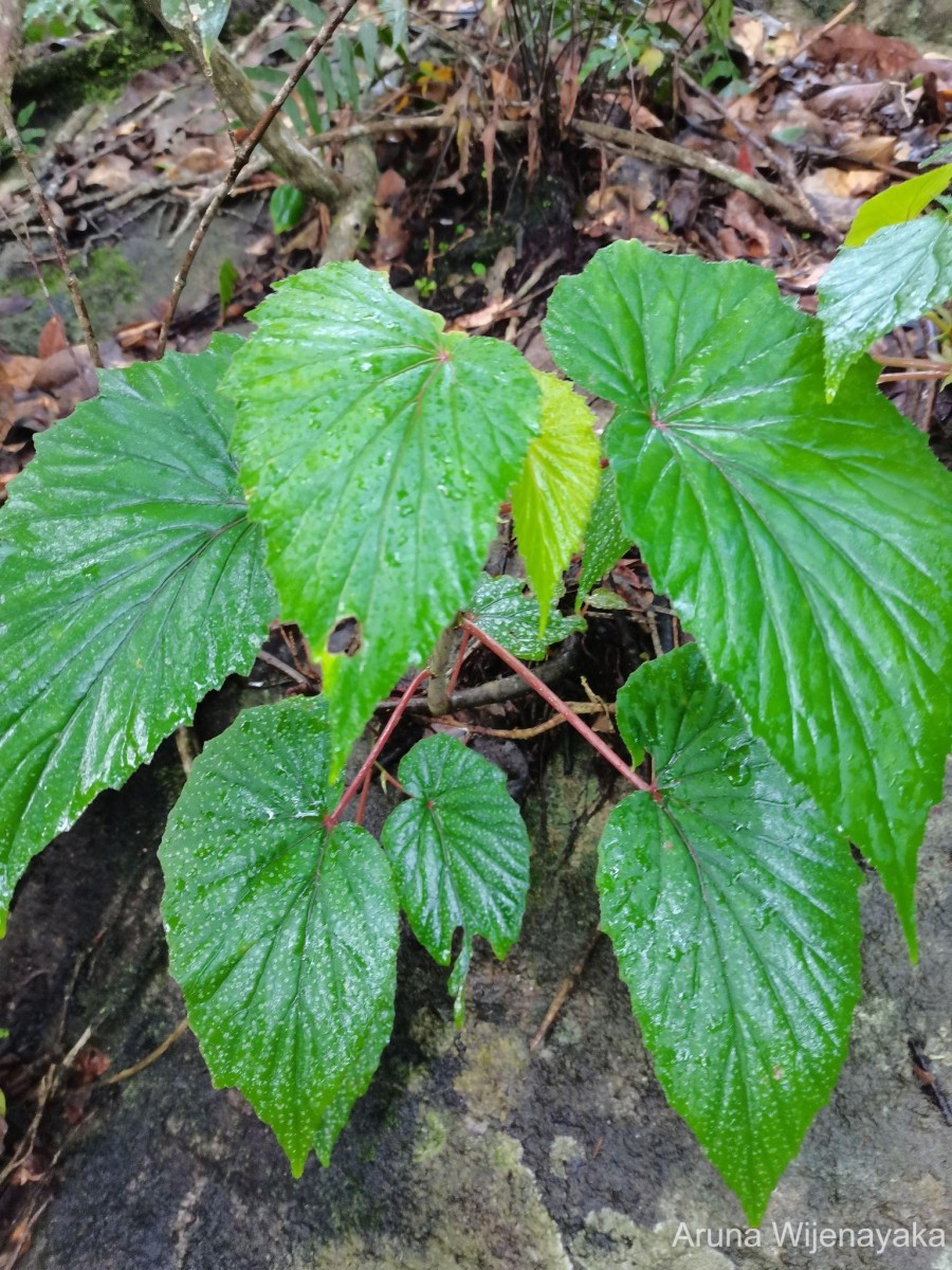 Begonia dipetala Graham